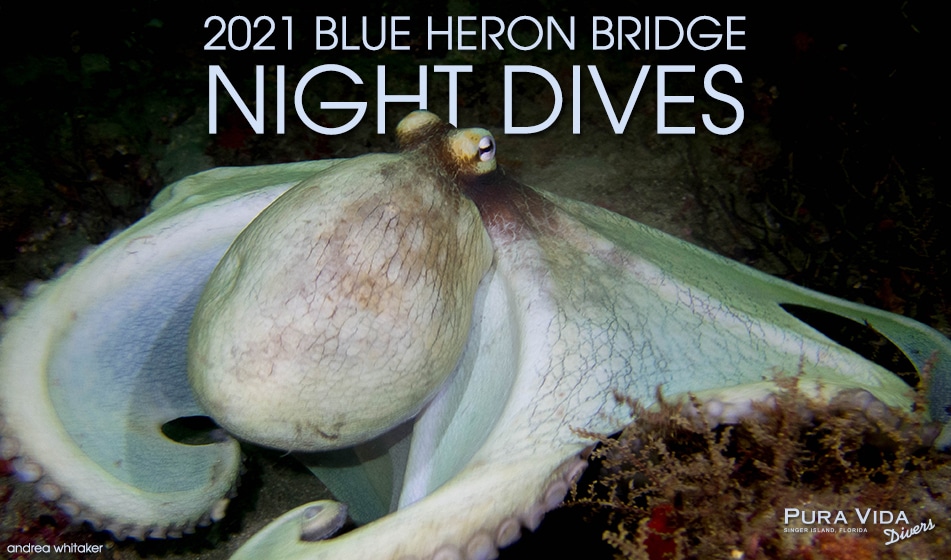 2021 BLUE HERON BRIDGE NIGHT DIVES