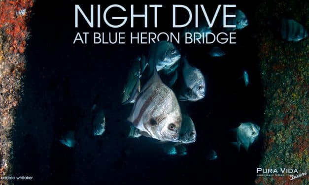 FEBRUARY NIGHT DIVES