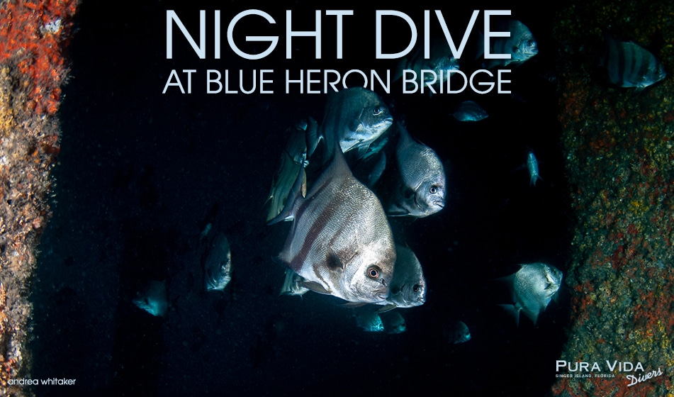 FEBRUARY NIGHT DIVES