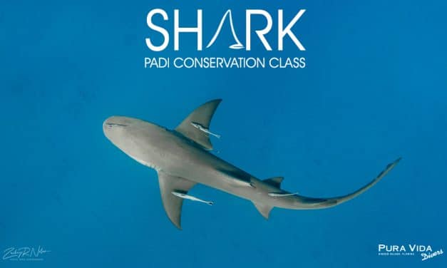 PADI SHARK CONSERVATION CLASS