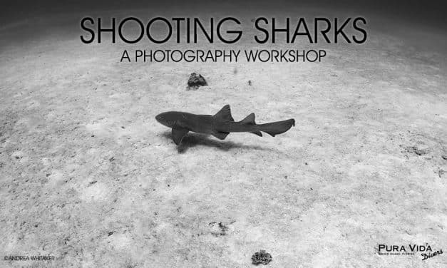 SHOOTING SHARKS PHOTO WORKSHOP