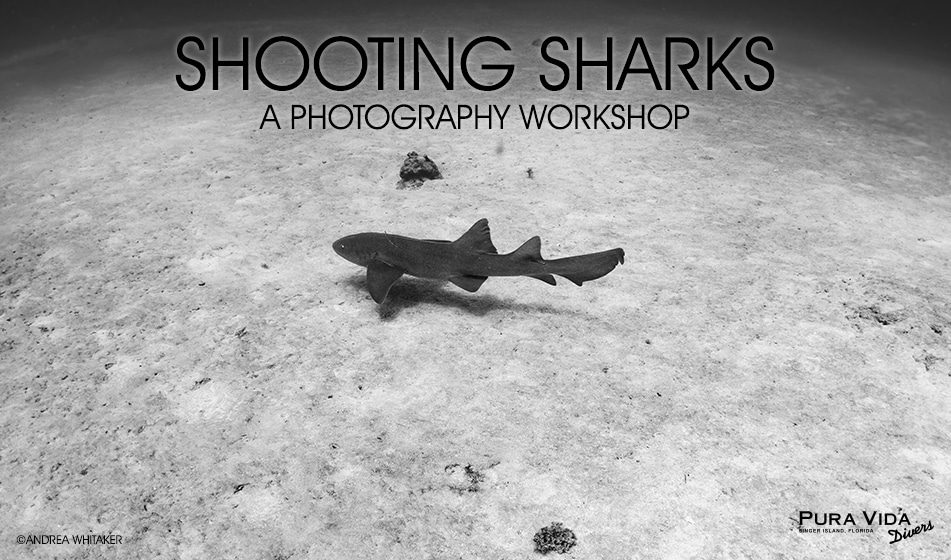 SHOOTING SHARKS PHOTO WORKSHOP