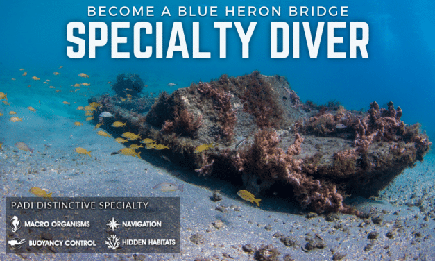 BLUE HERON BRIDGE DIVER SPECIALTY CLASS