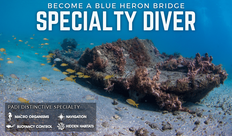 BLUE HERON BRIDGE DIVER SPECIALTY CLASS