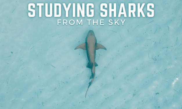 FLORIDA’S SHARK MIGRATION