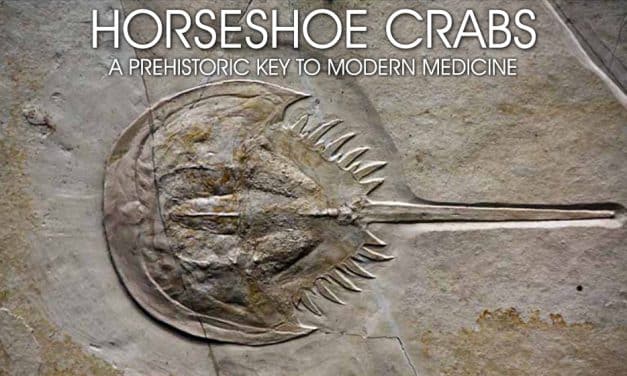HORSESHOE CRABS SOCIAL NIGHT