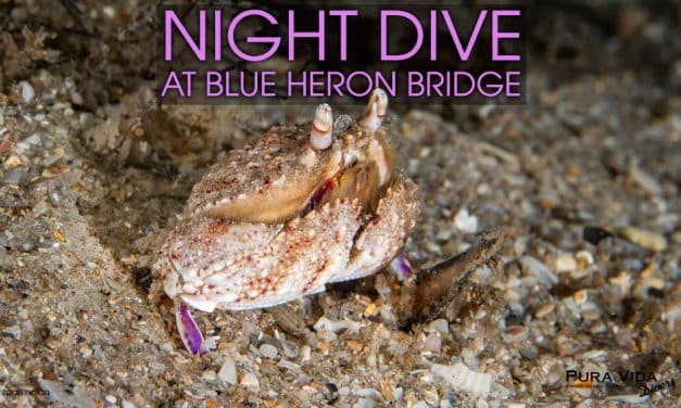 MARCH NIGHT DIVES