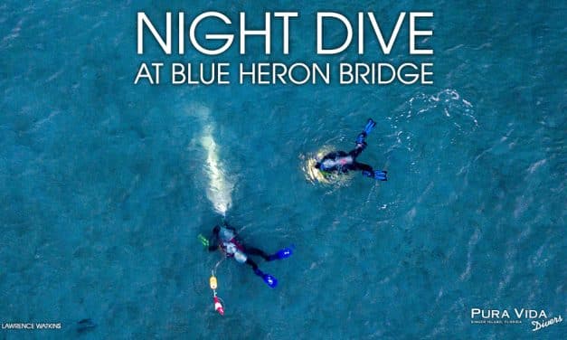 APRIL NIGHT DIVES