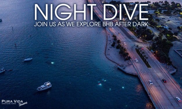 JUNE NIGHT DIVES