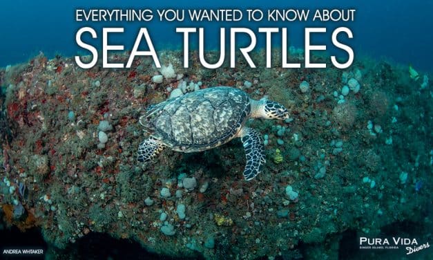 ALL ABOUT SEA TURTLES: Q&A WITH LOCAL EXPERT