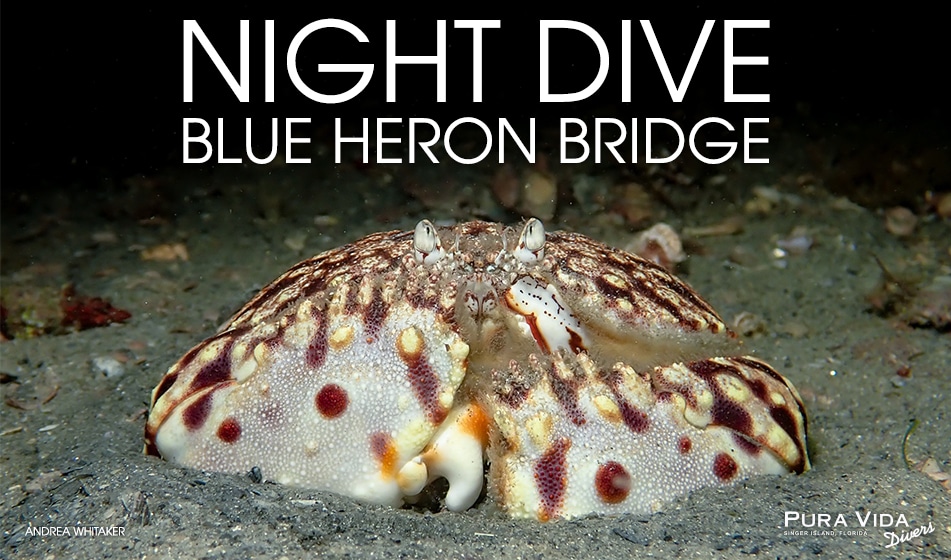 AUGUST NIGHT DIVES