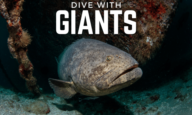 WHAT YOU NEED TO KNOW TO DIVE WITH GOLIATH GROUPER