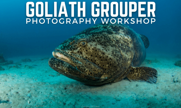 GOLIATH GROUPER WIDE ANGLE PHOTO WORKSHOP