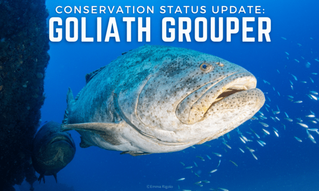 PROTECTING GOLIATH GROUPER: SOCIAL NIGHT