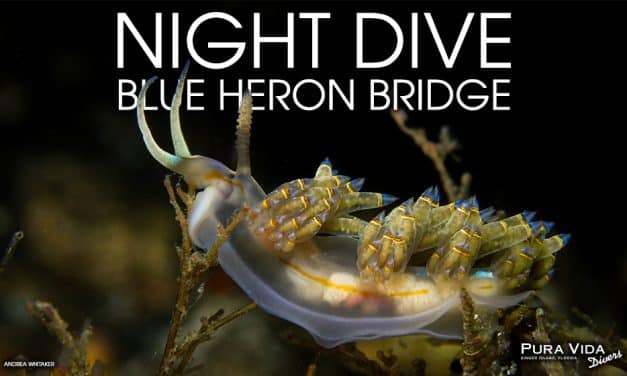 SEPTEMBER NIGHT DIVES
