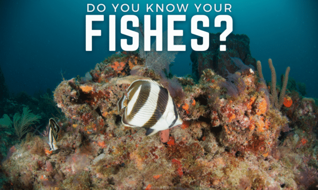 FISH IDENTIFICATION SPECIALTY: WHAT’S THAT FISH?