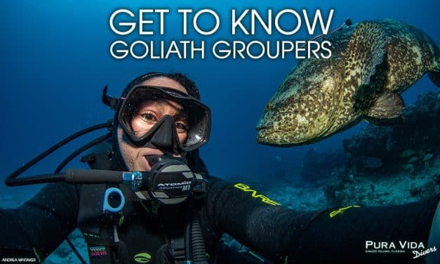 GET TO KNOW GOLIATH GROUPERS