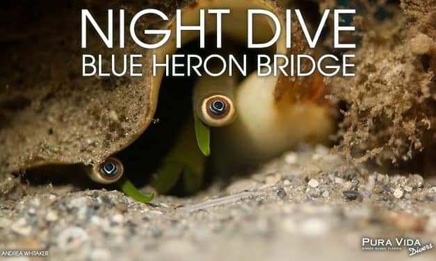 OCTOBER NIGHT DIVES