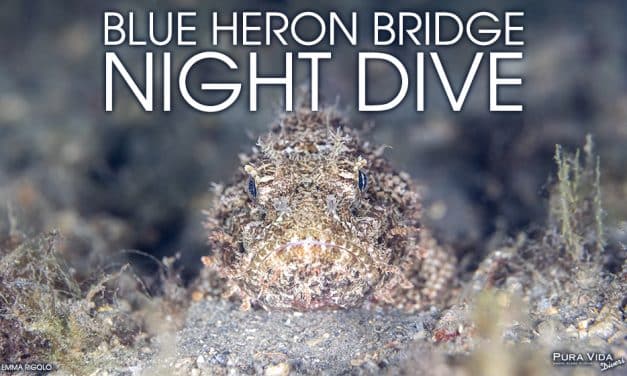 NOVEMBER NIGHT DIVES