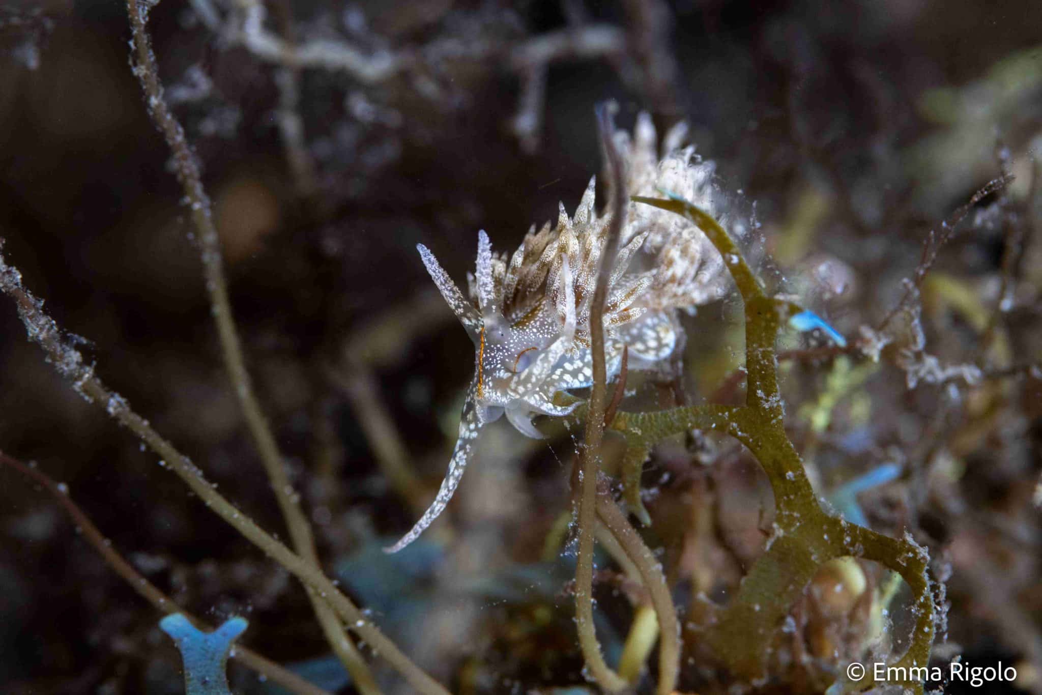 prep your pics to give as holiday gifts