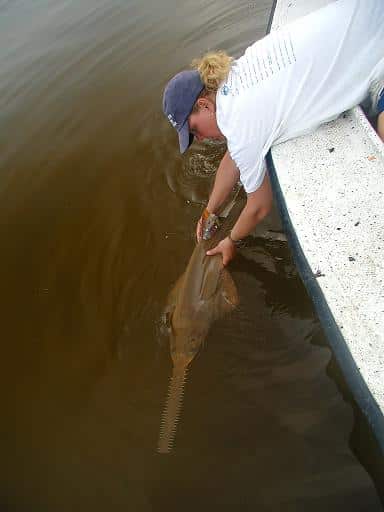 endangered sawfish