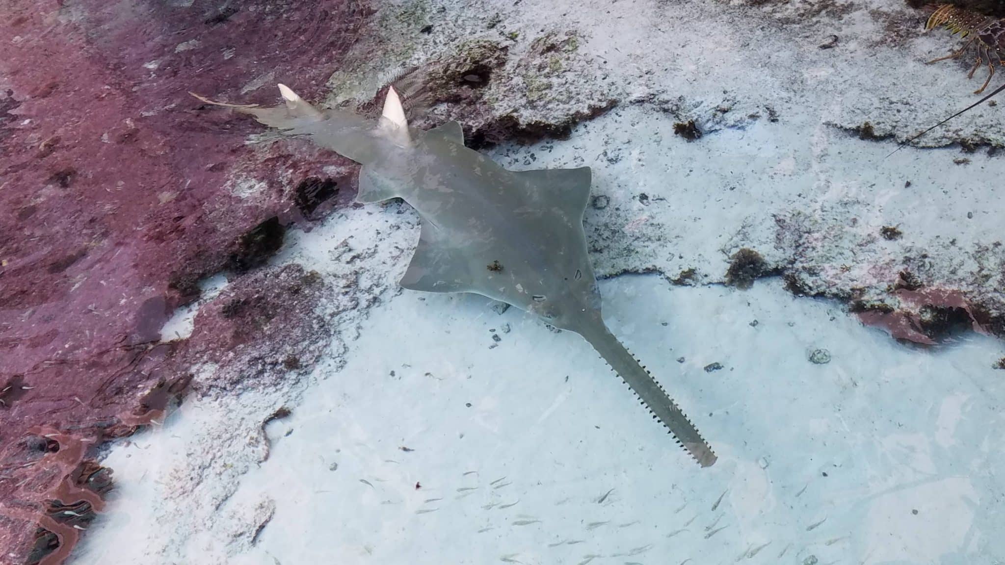 endangered sawfish
