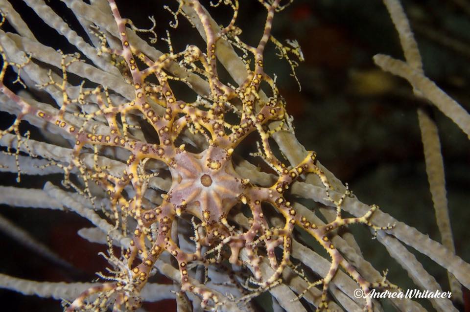 December Night Dives