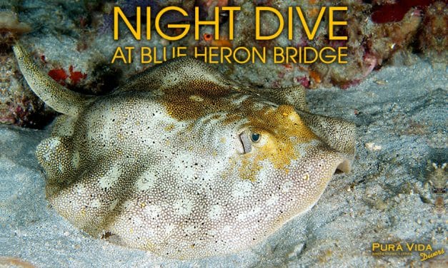 DECEMBER NIGHT DIVES