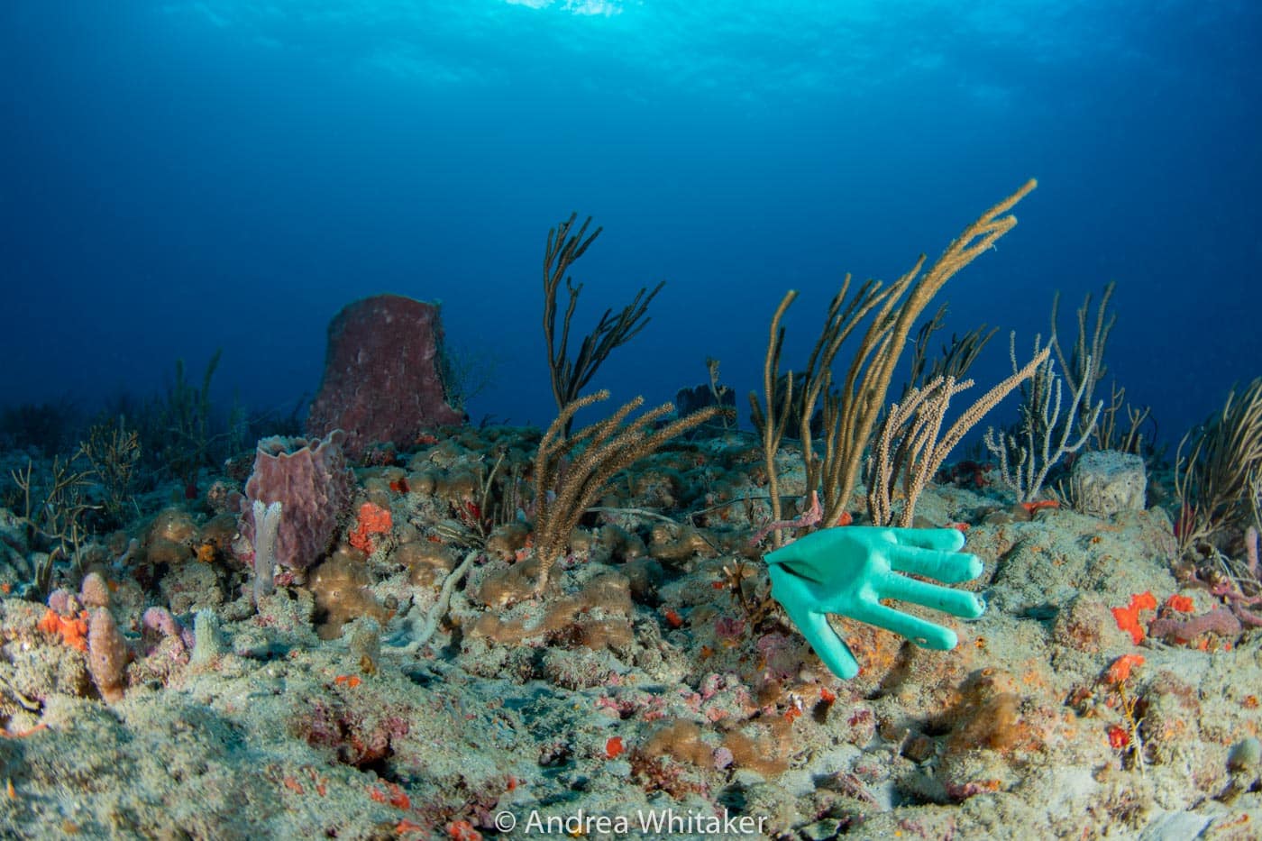 dive against debris to clean our seas