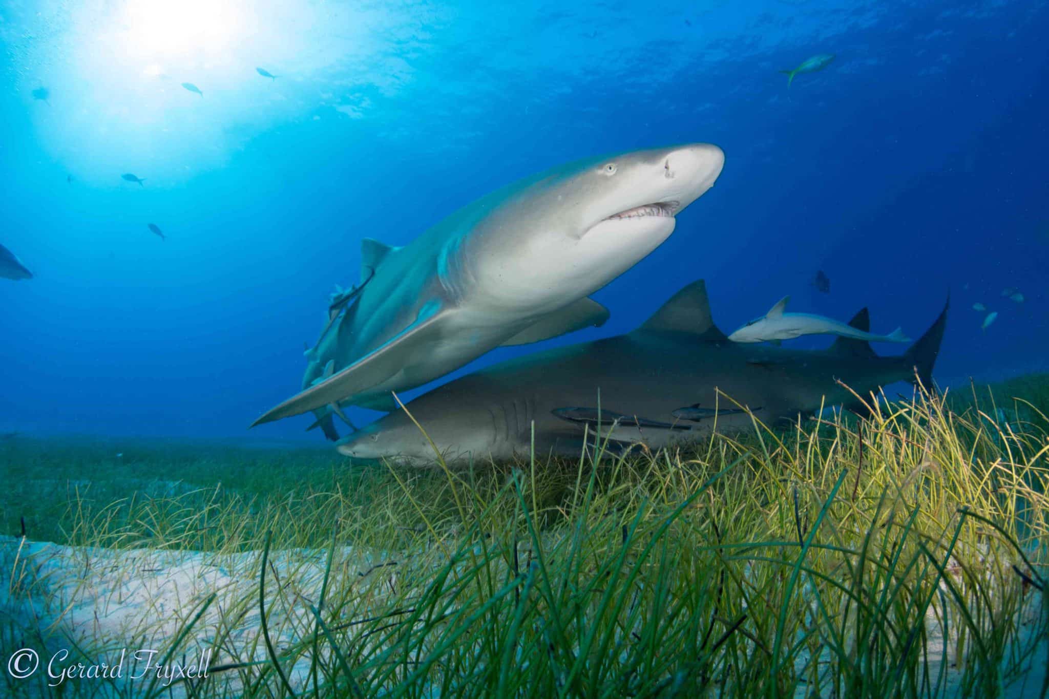 dive with lemon sharks