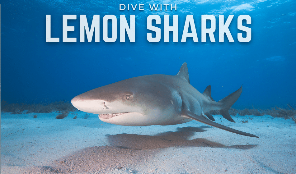 DIVE WITH LEMON SHARKS