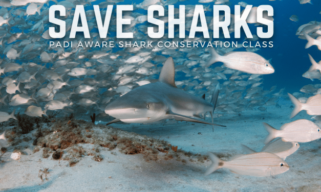 SAVE SHARKS: PADI AWARE SHARK CONSERVATION CLASS