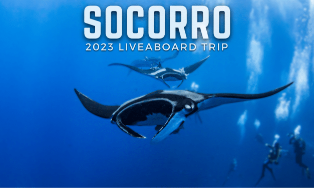2023 SOCORRO LIVEABOARD ADVENTURE