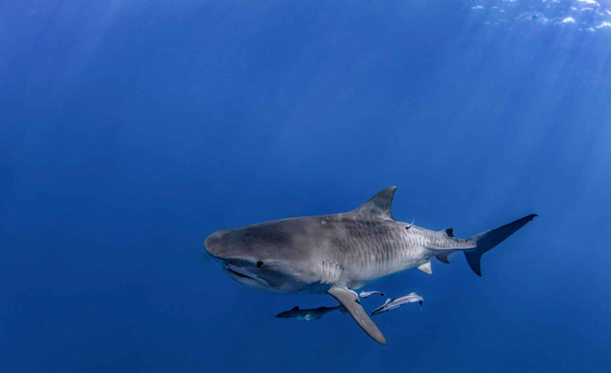 sharkapalooza, a tiger shark