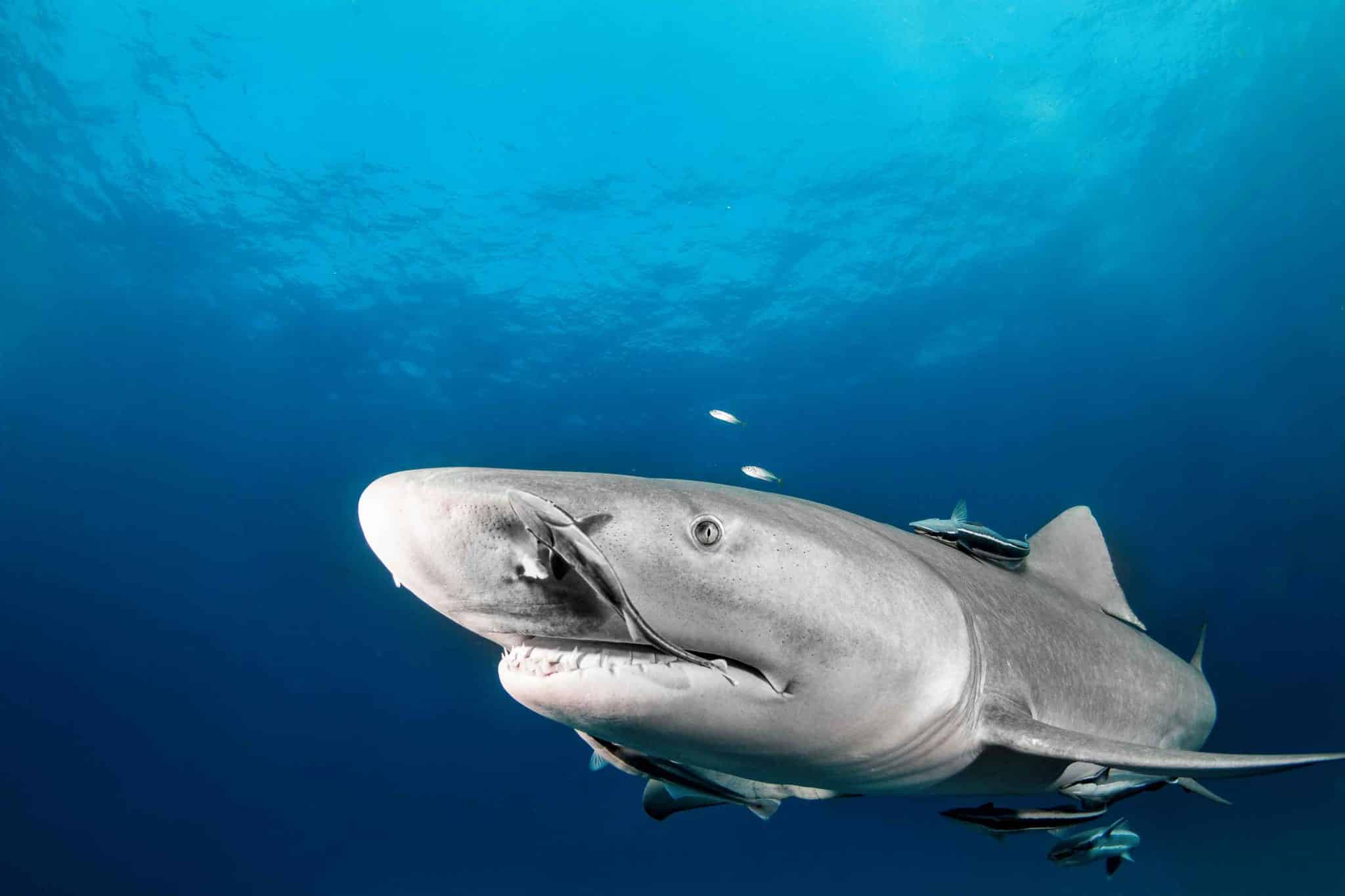 padi aware shark conservation class