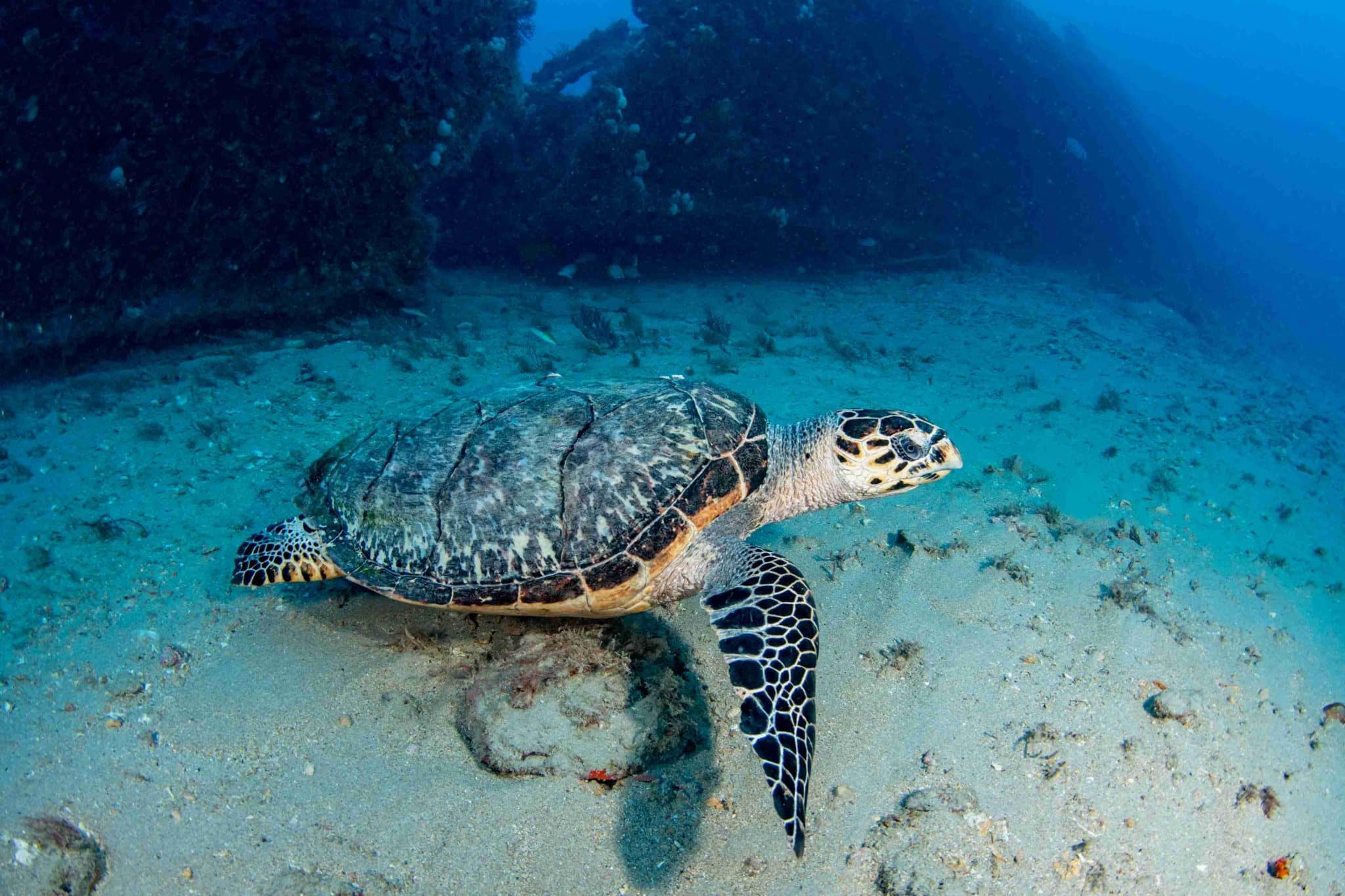 A Hawksbill turtle in the sand
