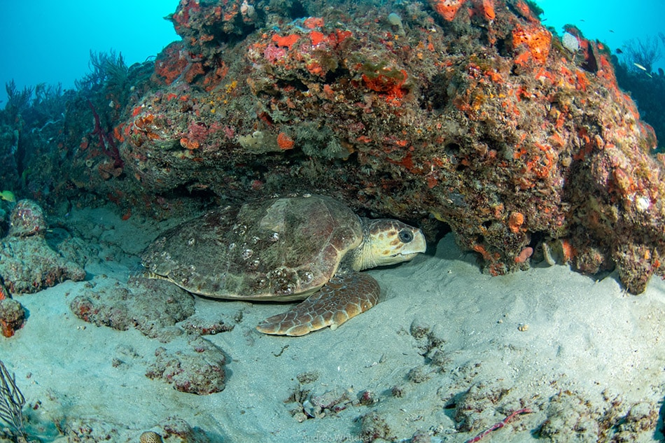 A Hawksbill turtle, one of the species you learn to identify in the sea turtle awareness specialty, is seen lounging on the reef