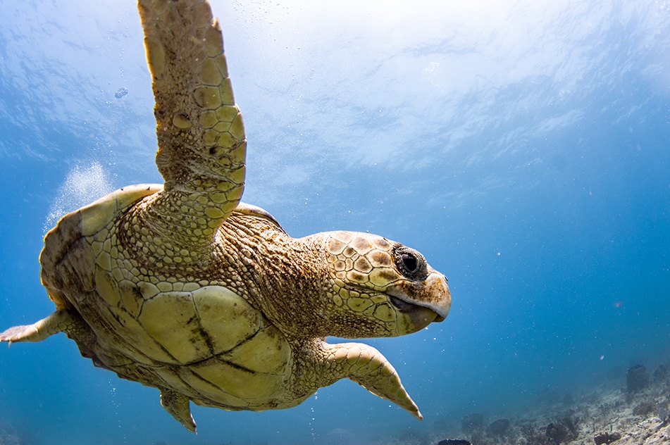 A Hawksbill turtle is looks out from beneath a wreck