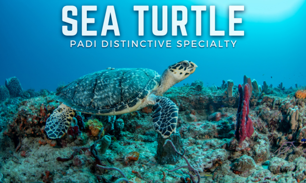 SEA TURTLE AWARENESS: PADI AWARE DISTINCTIVE SPECIALTY