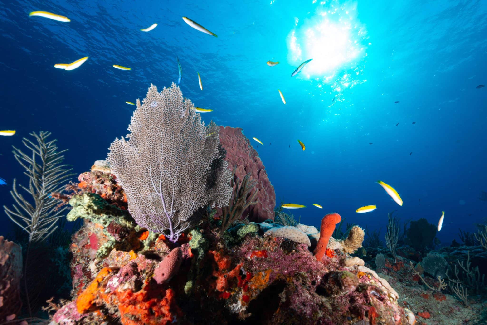 secrets of coral reefs