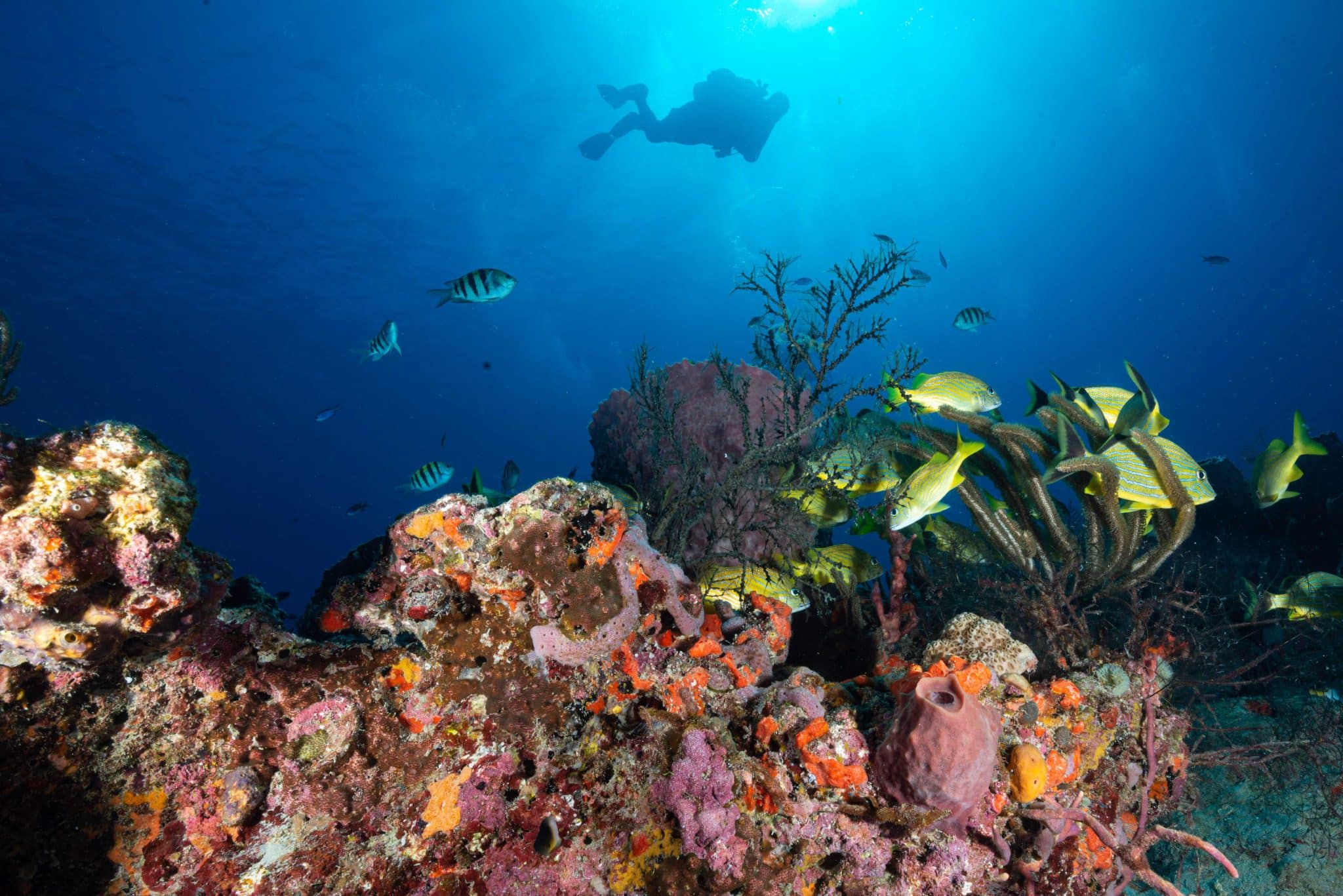 coral reef conservation specialty