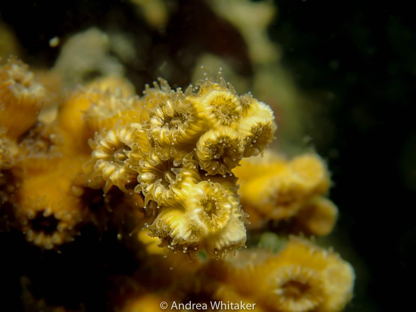 how florida seasons impact coral reef health