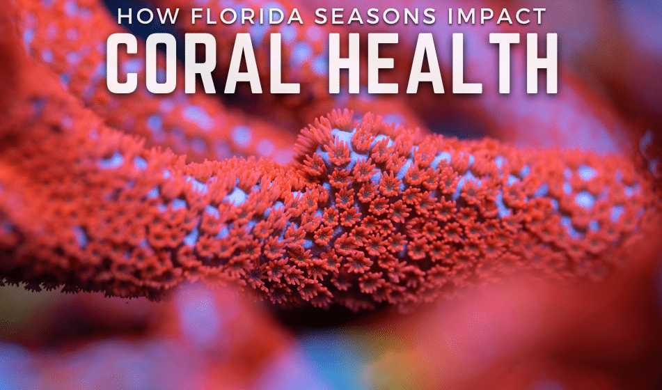 HOW FLORIDA SEASONS IMPACT CORAL REEF HEALTH