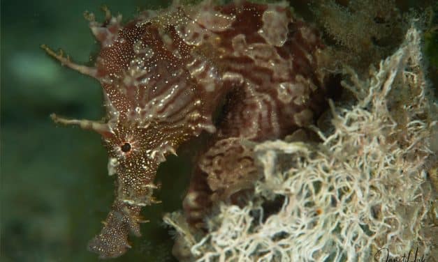 PHOTO WORKSHOP AT BLUE HERON BRIDGE