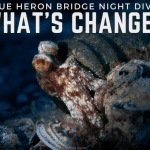 2023 NIGHT DIVES