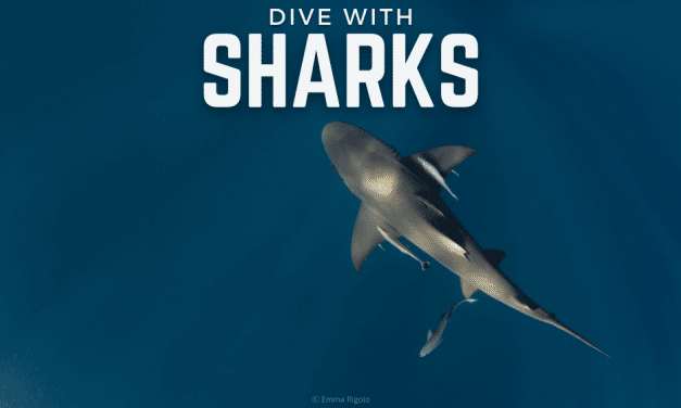 DIVE WITH SHARKS