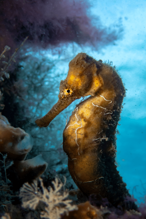 A closeup of a seahorse in the shadows, taken during a photo workshop