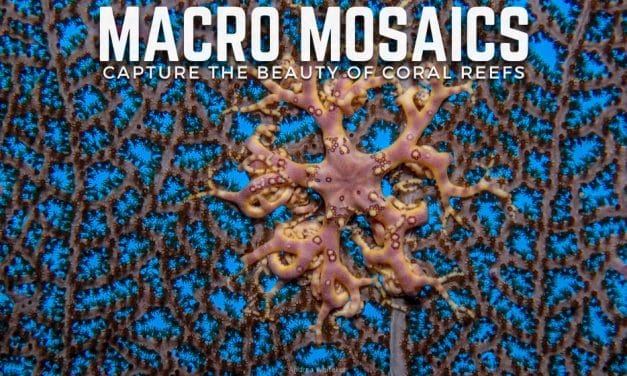 CORAL REEF PHOTO WORKSHOP