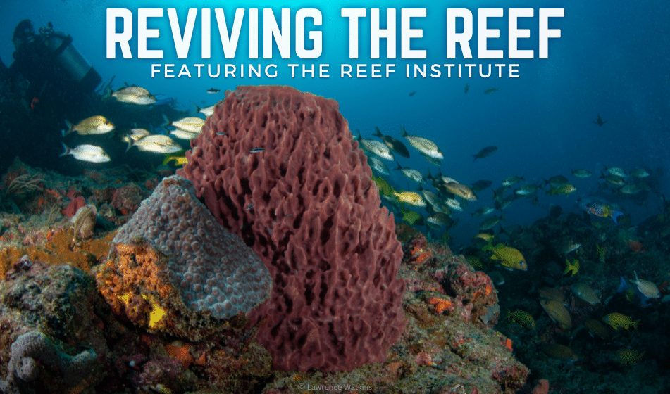 REVIVING THE REEF: FEATURING THE REEF INSTITUTE