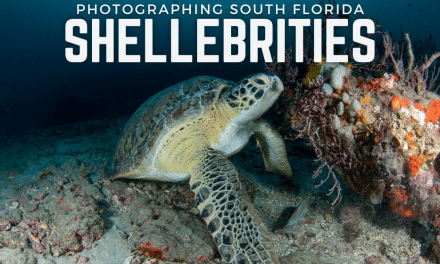 Sea Turtle Photo Workshop